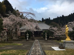 成願寺桜１７