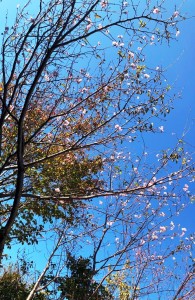 10月桜