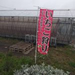 いちご狩り